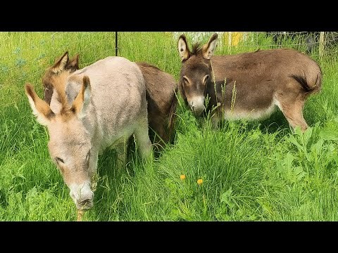 First Time Donkeys Meet in Village 🐴 | Heartwarming Farm Moment