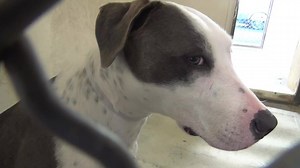 8.6K views · 368 reactions | RETURNED TO OWNER - moved to SAFE Album...