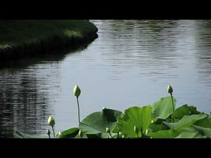 Sacred Lotus Bloom in the Japanese Garden