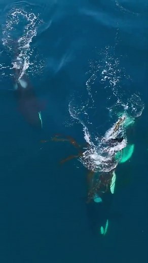 Orca Whale Sounds Compilation