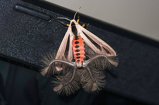This incredible moth is one of Australia’s strangest insects - Australian Geographic