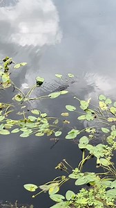 Just a tiny gator living the big Florida dream! ☀️ Young gators typically stay with their mothers for an average of 𝟮-𝟯 𝘆𝗲𝗮𝗿𝘀, with some departing as early as 𝟭 𝘆𝗲𝗮𝗿. 🐊🐊 These remarkable creatures are very vulnerable in their early stages of life. Raccoons, bobcats, birds, and even other alligators are a big threat to young alligators. We're saving land in Florida to guarantee that we can always cherish 𝙬𝙞𝙡𝙙 𝙢𝙤𝙢𝙚𝙣𝙩𝙨 like these. Check out our mission at https://conservati