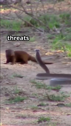 Top 5 Most Aggressive Animals on Earth