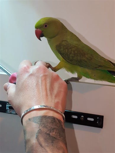 He takes his job very seriously 👷🏼 #GherkinTheRingneck @Nikii M