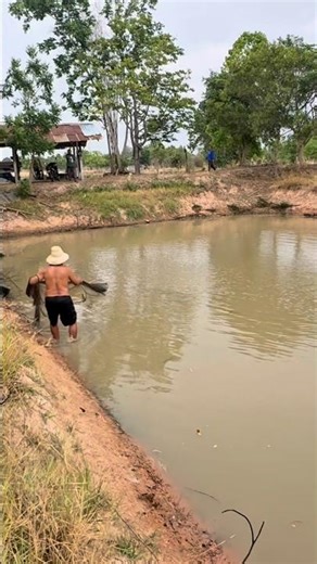 Buy a pond, rent a pool, cast a net, catch fish, build a net structure. #thailand #fish #fishing