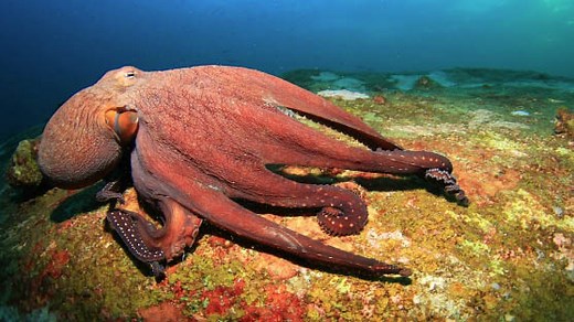 Time for 10 Ocean Trivia Questions