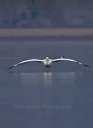 Ground effect is an aerodynamic phenomenon where a aircraft moving very close to the ground gains more downforce (or lift) and less drag than when it’s higher above the surface 🩶🩶🩶...🎥©️https://t.co/uUJjBMOTQF