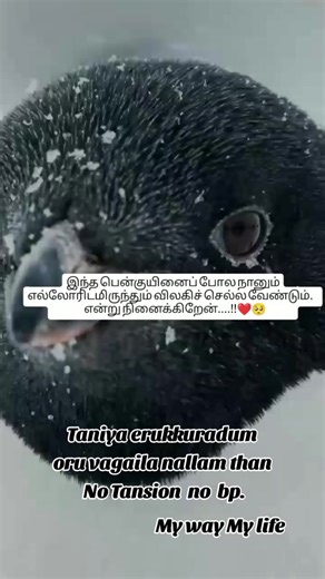 ‏#onthisday #srilankan_tik_tok🇱🇰 #kuwait