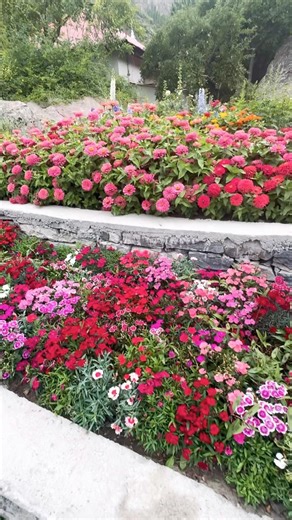 Beautiful Flower Garden View | Relaxing Nature Scenery 🌸🌿