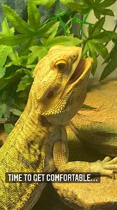 4.6K views · 95 reactions | Source: @baskin_ramen (DM for Credit or Removal) | Bearded Dragon Life | Facebook