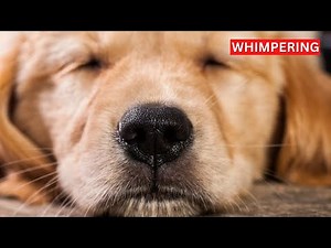 Dogs Whimpering and Barking Sounds