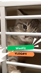 Weekly Vlog #11 – New Rescues & A Full House!This week, we welcomed even more rescues to our AMA family, and our shelter is now completely full of furry friends waiting for love and second chances. From playful paws to heart-melting cuddles, every single moment reminds us why we do what we do.We can’t do this without you, and we’d love for you to join us on this life-saving mission. ❤️🐶🐾📣 Tag an animal lover & share to spread the love!#RescueStories #AMAAnimalRescue #AdoptDontShop #weeklyvlog