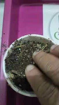 Stevia Seeds Sowing SECRETS for Home Gardeners