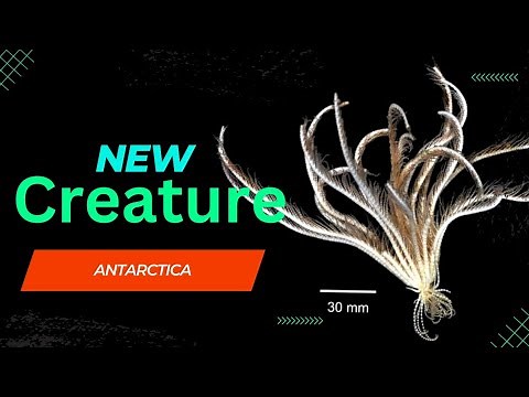 New “CREATURE” found in Antarctica | 20 arms Creature | Strawberry Feather Star | New “DISCOVRIES”