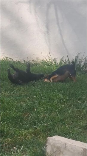 Dogs rolling around