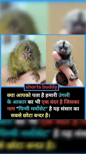 ​🐒 Duniya Ka Sabse Chhota Bandar! | Pygmy Marmoset #shorts