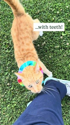 Who plays tag with his teeth? 😂