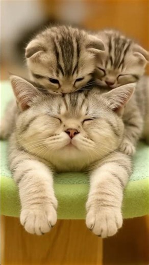 These Kittens are Tenderly Nuzzling the Mama Cat!