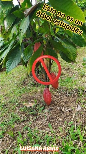 This is not a tree - _ - #shorts #edition