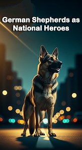 Hero Shepherds on patrol. Tap follow for the tour. ✨ #germanshepherd #heroes #usa | German Shepherds Family