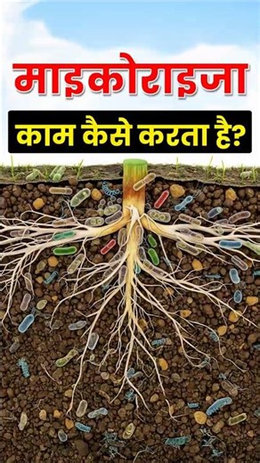 What is the real function of mycorrhiza? #mycorrhiza #agrostar #farming #agriculture #fertilizer