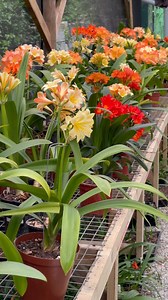 169 reactions · 5 comments |  New Clivia Colour Explosion | Vibrant Blooms 2025   Fresh, exciting Clivia blooms are here – the newest varieties lighting up gardens this season. #Clivia2025 #NewVarieties #BloomSeason #GardenInspo #PlantLovers #SouthAfricanFlora #utopiaclivias #clivianursery #cliviahybrids #clivias #FlowerMagic | Clivia at Utopia Clivias | Facebook