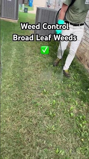 Controlling Broadleaf Weeds in Lawn Care