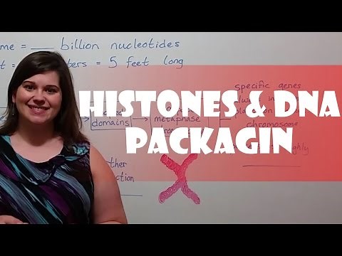 Histones, Chromatin, and DNA Packaging