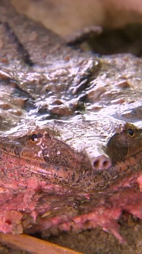 What does the Mata Mata say? DIY Drawing Tutorial