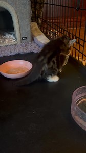 Our 2 babies are getting so big. | Only Maine Coons Rescue