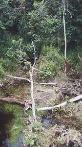 Ex-captive orangutan TimTom on the soft-release programme often opts for playing on the ground - particularly in water – rather than climbing trees, but in this case we see her arboreal skills thanks to footage from a drone. #orangutan #conservaion #rainforest #orangutanclimbing #jungleschool #orangutan_foundation | Orangutan Foundation