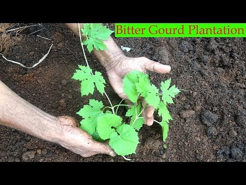 Step By Step Method of Bitter Gourd~How to planting bitter gourd at home(Simple Method)