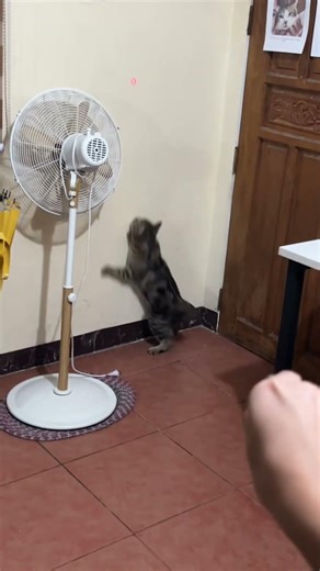 Cat Chasing Laser Light