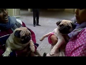 Hilarious|Pugs fighting