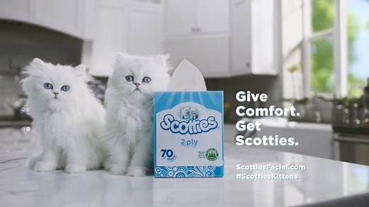 Scotties Tissues: Kittens