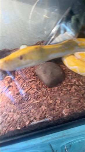 Nala the albino retic feeding! #albinoreticulatedpython #reticulatedpython #snake