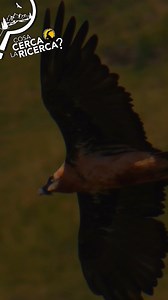 #CosaCercaLaRicerca? 🔎❓ La scelta del Gran Paradiso come luogo di nidificazione da parte del gipeto non è casuale, il Parco infatti è territorio ideale per il gipeto per diversi motivi: la facilità di reperire cibo, grazie all’abbondanza di fauna selvatica, la possibilità di trovare spazi idonei alla nidificazione, grazie alla conformazione delle pareti rocciose, ma soprattutto per la tranquillità che può trovare solo in un’area protetta, in cui sono vietati i sorvoli con elicottero o altri mez