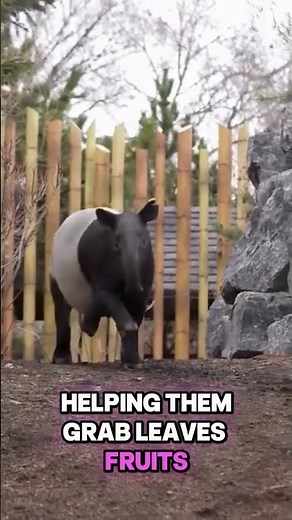 Meet the Tapirs #wildlife #shorts