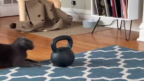 Cat’s dramatic stretch turns into a graceful flop in Chicago, Illinois, USA