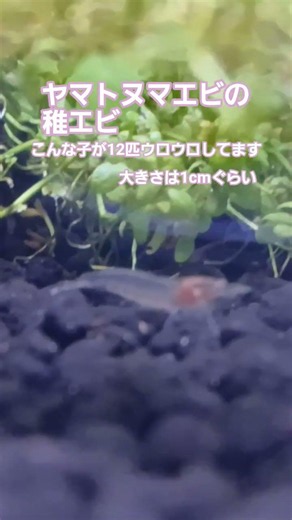 遂に!!ヤマトヌマエビの稚エビが淡水水槽にやって来ました＼(^^)／長がった… #aquarium