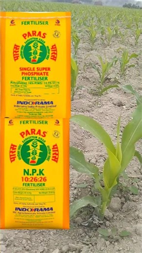 Makka ka jyada paidavar ka asali Raj||maize farming DAP, NPK, Urea|fertilize with NPK/Phosphorus|