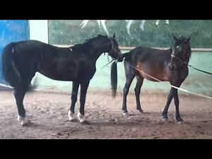 The stallion flirts with the mare for a long time before mating