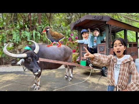 [Sketch] The Okinawa Rail is on the run! A great adventure through Okinawa's nature at Bios Hill!...