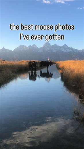 I found these moose having a drink in the most beautiful of places, so I got in the water and got the shots of my dreams! Have you ever seen moose in the wild? #moose #wildlifephotography #naturephotos #nationalparks #sunsetlovers #goldenhour #NewBeginnings #wildlife #omsystem #jacksonhole #2026Goals | Arthur Lefo Wildlife