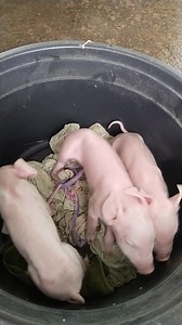 2nd batch | Boss Bombay