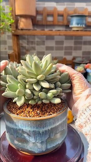 How to Repot Succulents: Easy Step-by-Step Guide! 🪴