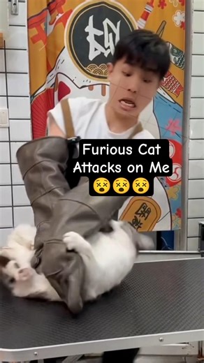 You Won’t Believe This Cat 😾💥 #shorts #funny #angrycat