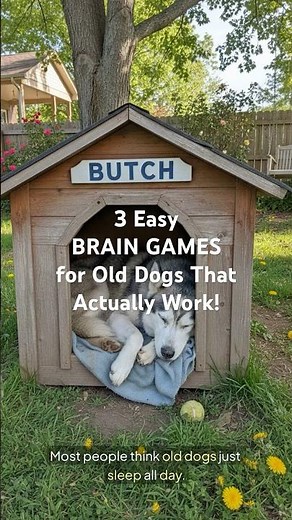 3 Easy Brain Games for Old Dogs That Actually Work!