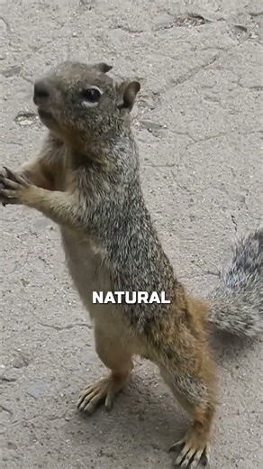 Never Hand-Feed a Squirrel ❌ Here's What It Does to Them