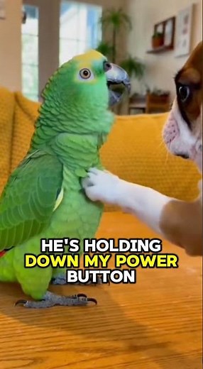 PARROT Panics: "He Is Holding Down My Power Button!" 🤖😂